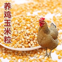 农家干玉米粒喂鸡玉米粒饲料喂鸡鸭鹅喂鸽子玉米碎玉米粒喂鸡包邮