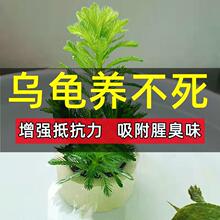 乌龟缸乌龟活物养乌龟水草小宠物造景植物巴西龟水草龟缸用品