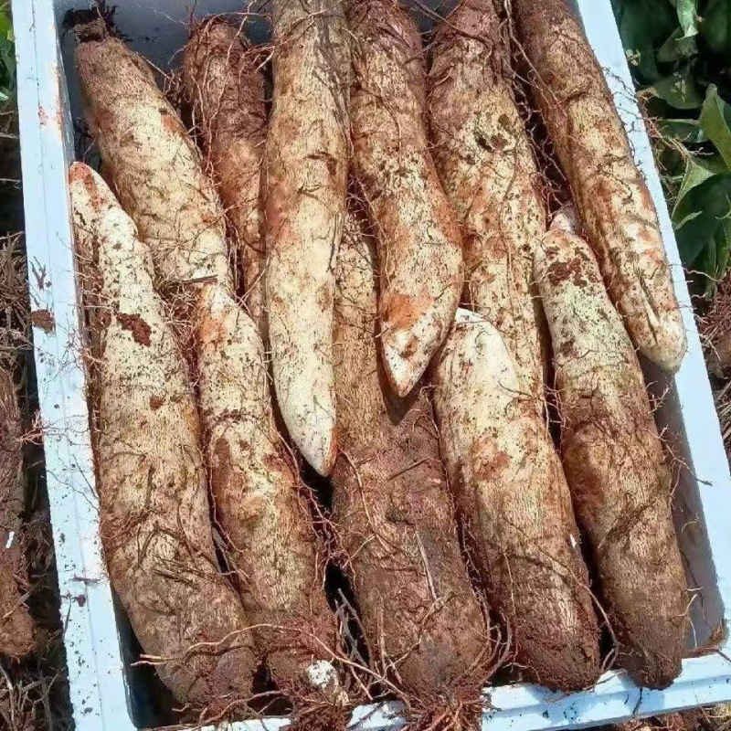 淮山药云南灵芝山药软糯脚板薯新鲜山药批发非铁棍淮怀山药亚马逊