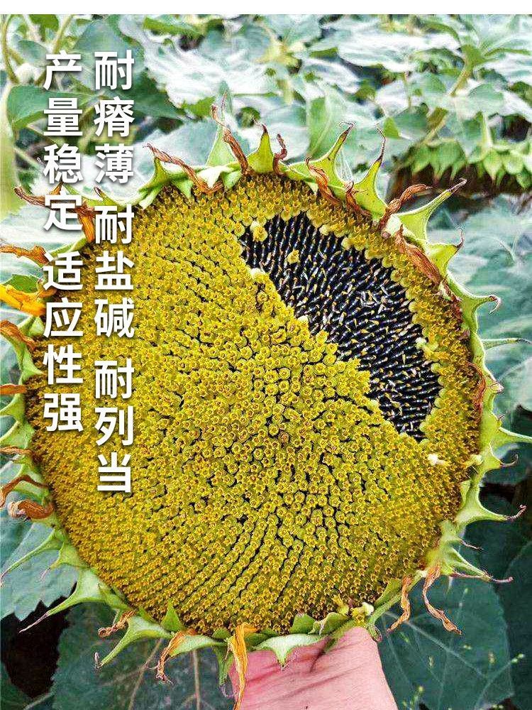 食葵种子向日葵籽可食用菜种子大量批发高产农田菜园大瓜籽批发