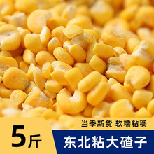 2023年东北粘玉米大碴子新黄糯黏大粒碎渣特产芸豆玉米碴粥5斤
