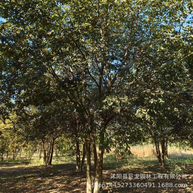 优质小叶朴树 小叶朴树树苗 行道风景树落叶乔木规格全价格优