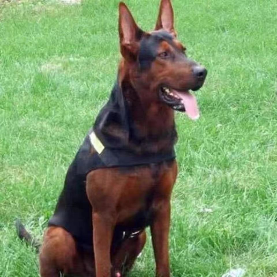 纯种莱州红幼犬苏联红活体大型护卫犬出售2-3个月莱州红疫苗驱虫