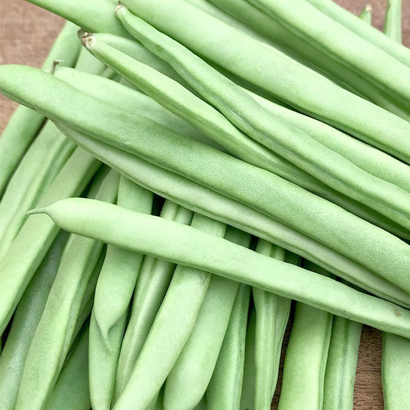 优质四季豆