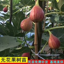 无花果树果苗矮化盆栽地栽四季种植当年结果新疆波姬红无花果树苗