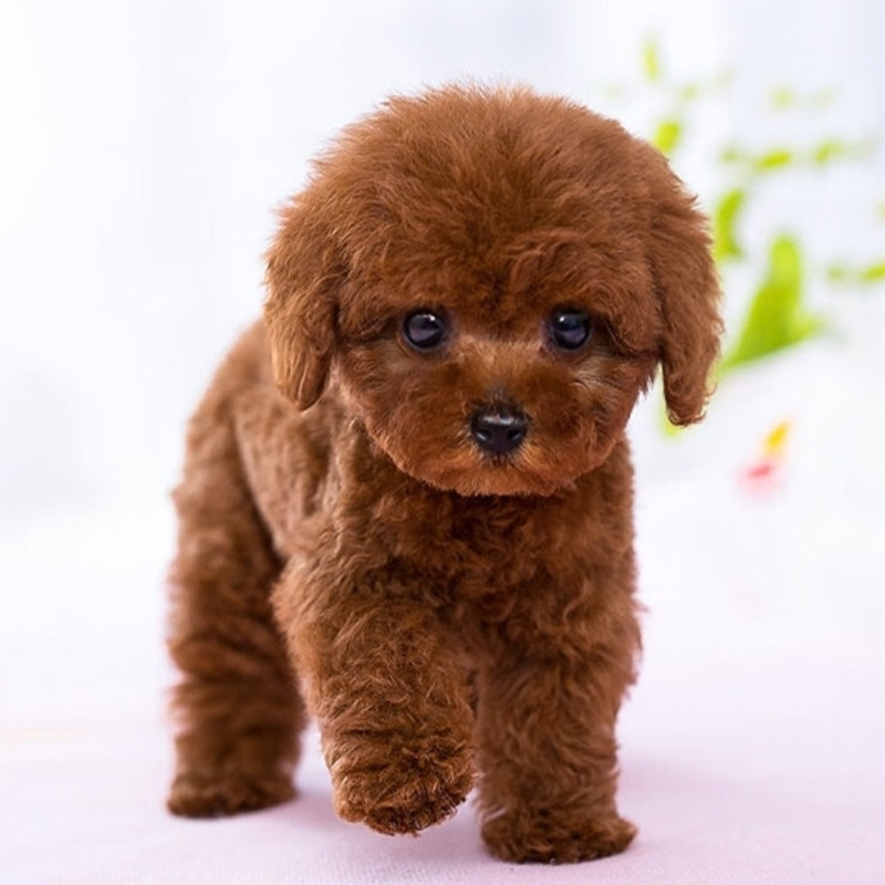 犬舍直销泰迪幼犬活体 批发香槟泰迪 灰泰迪 爆红泰迪宠物-阿里巴巴