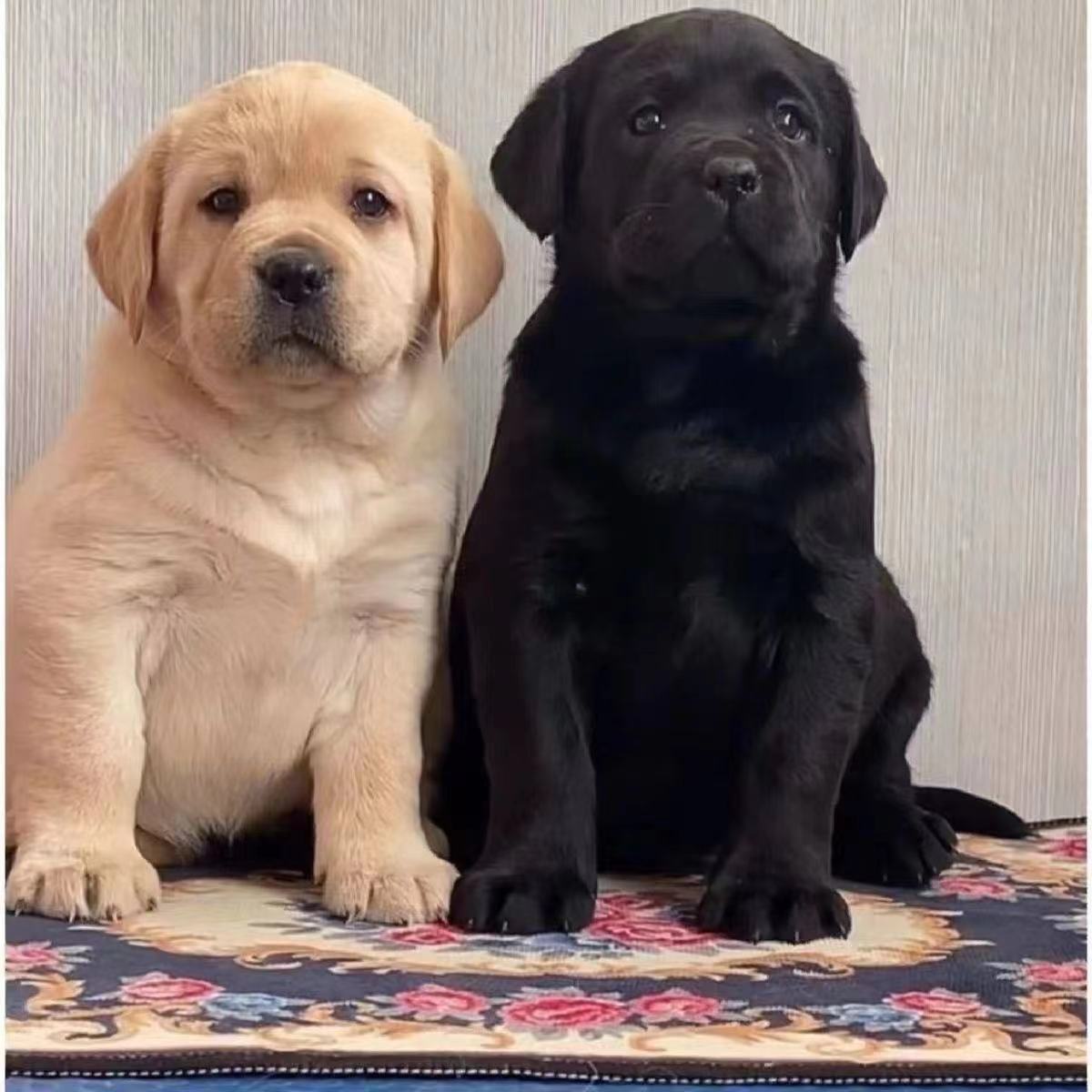 纯种拉布拉多幼犬双血统大骨架高智商黑白拉布拉多导盲犬宠物狗狗