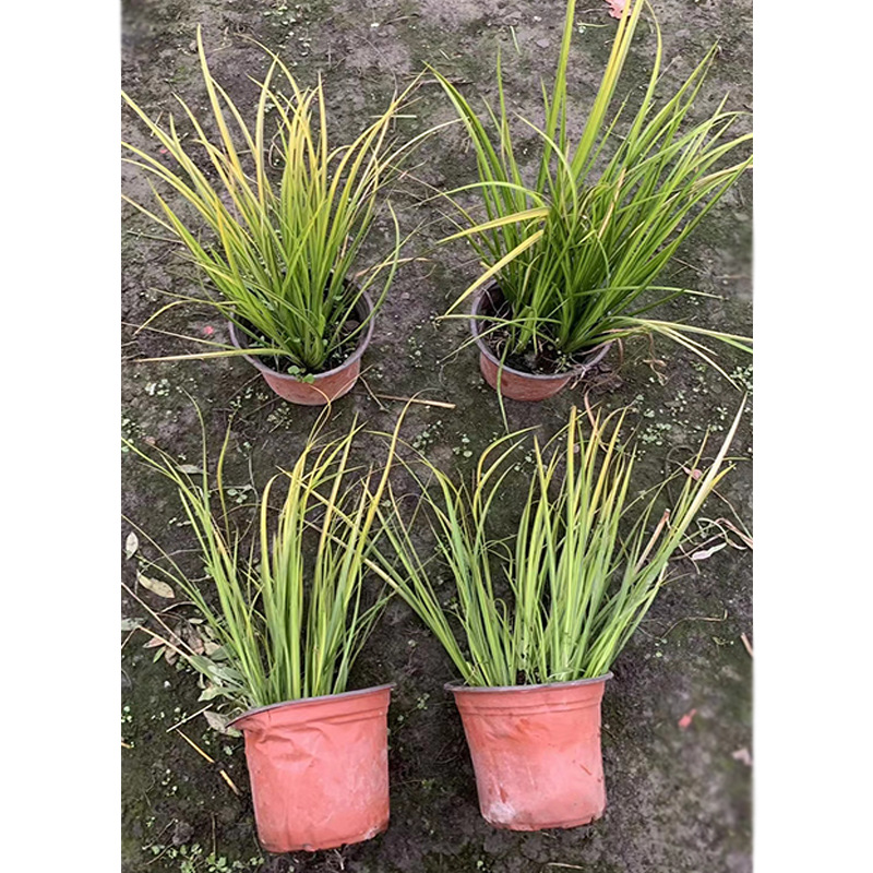 双色盆金叶石菖蒲盆栽绿植 水生旱生地被花境植物 园林绿化苗木-阿里