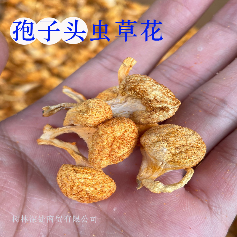 【本店热销第2名】菌菇汤包金虫草虫草花干货孢子头虫草花