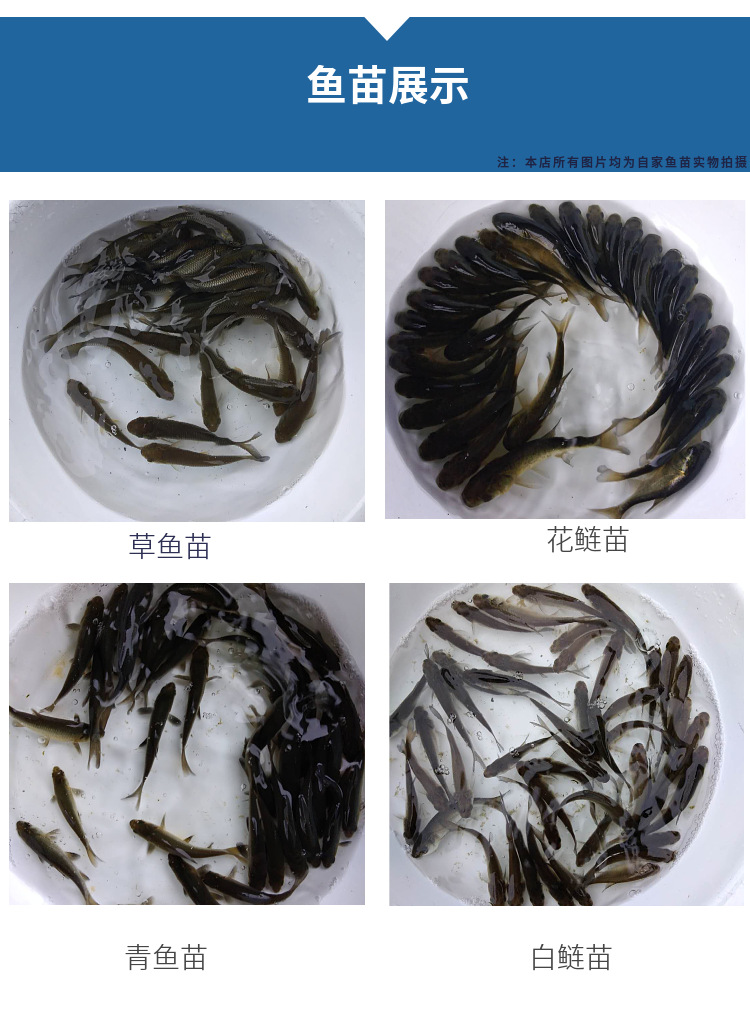 青鱼鱼苗 大青鱼苗螺丝青黑皖鱼活体大小鱼苗 包邮本地批发鱼苗
