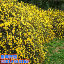 批发庭院绿化爬藤植物黄馨黄色小叶迎春花盆栽树苗迎春小苗南北方