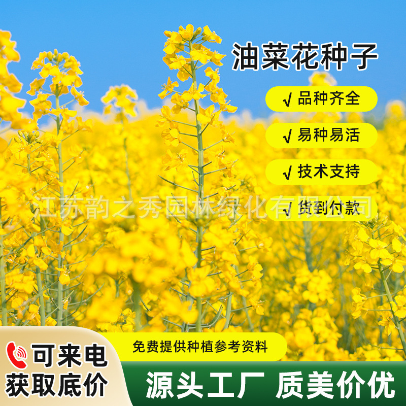 观赏油菜花种子高产榨油油菜籽四季易种耐热耐旱花种籽子易活花籽
