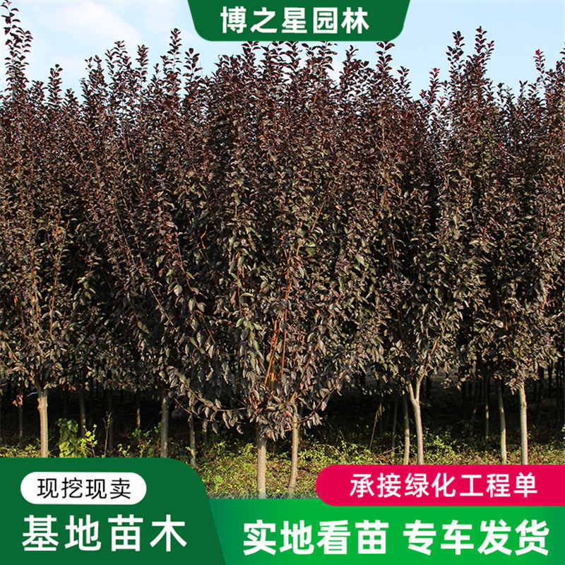 丛生瓜子黄杨批发道路工程绿化苗木庭院绿篱植物四季青小叶黄杨苗