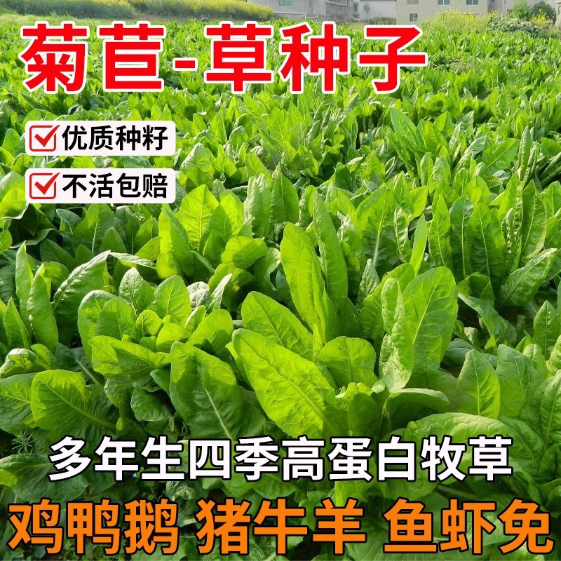 大叶菊苣草种籽多年生牧草种子养殖四季牛羊鸭鹅兔猪草种籽子再生