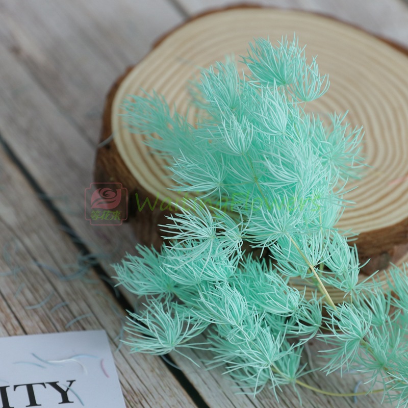 国产蓬莱松永生花配材保鲜花礼盒插花原材料diy浮游花标本手作