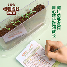 儿童种植小盆栽小农场发芽小植物小花农迷你小农场根系生长观察窗