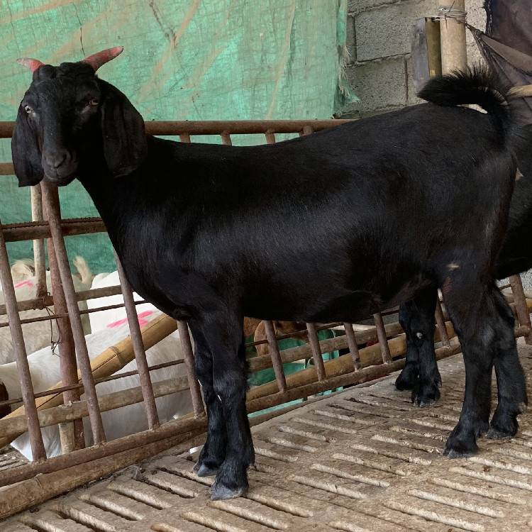 贵州哪里有努比亚黑山羊卖 云南本地黑山羊养殖基地 黑山羊一般