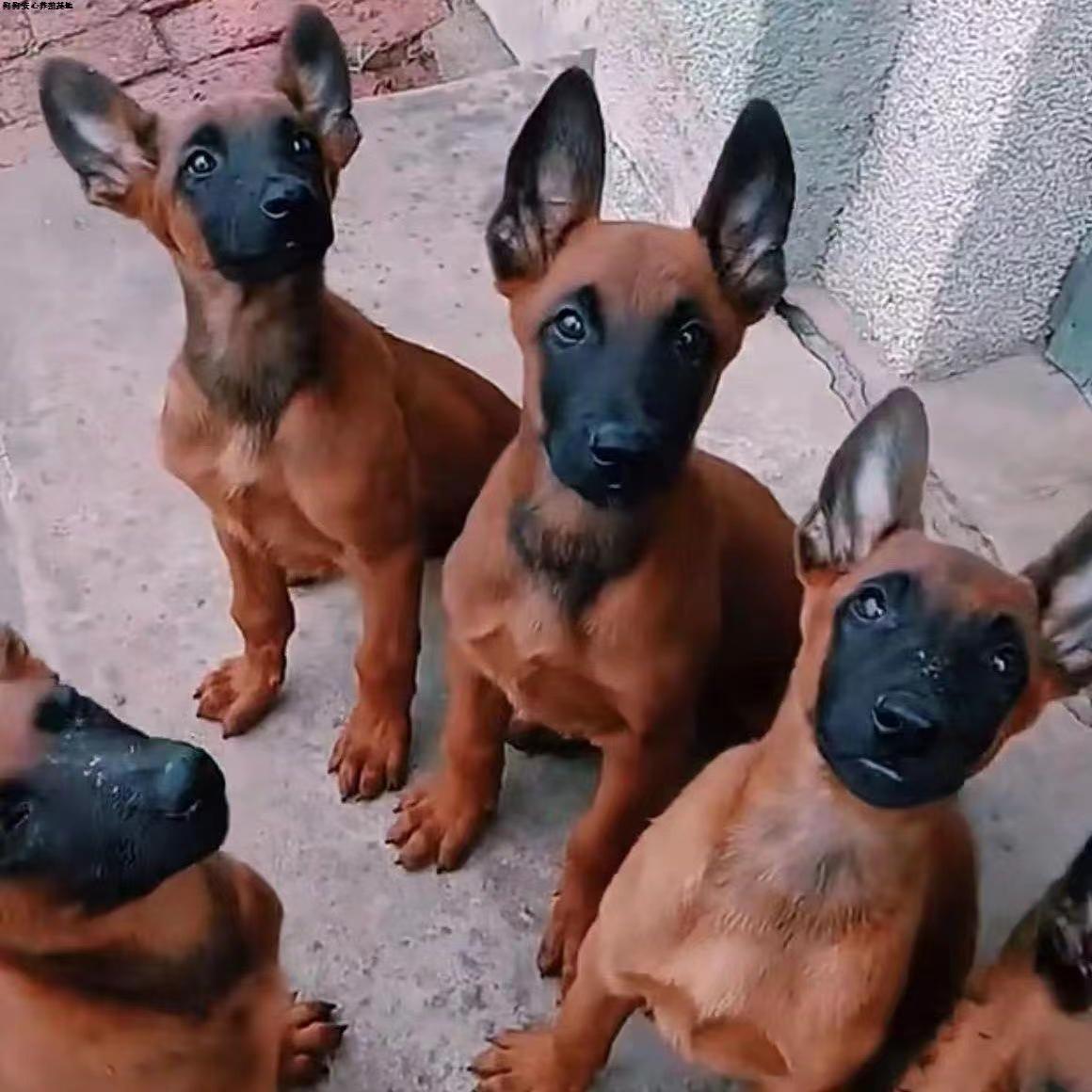 批发比利时马犬幼犬活体狗爆红马犬黑马黄马工作犬牧羊犬幼崽狗狗