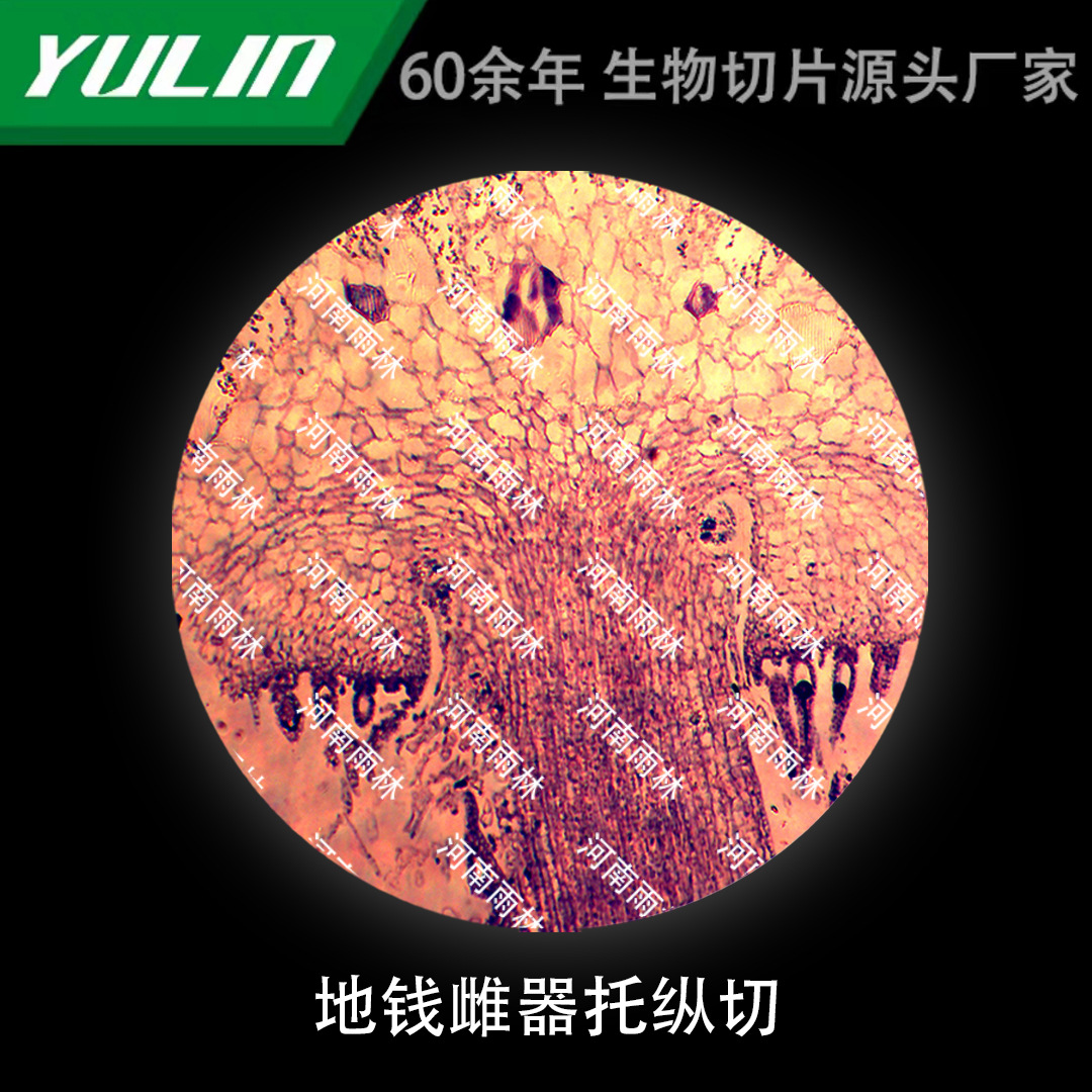 地钱雌器托纵切微生物标本显微镜生物切片高校教学实验仪器科研玻