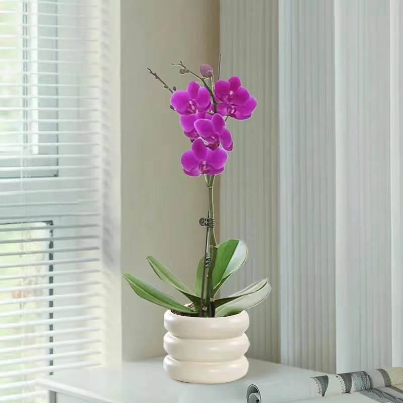 蝴蝶兰盆栽花苗带花剑花苞四季花卉小绿植办公室内外客厅鲜花植物
