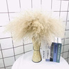 natural new pattern reed Eternal life Bouquet of flowers Showcase decorate Decoration Whisk Ear of Wheat Dried flowers Wedding celebration prop natural new pattern reed Eternal life Bouquet of flowers Showcase decorate Decoration Whisk Ear of Wheat Dried flowers Wedding celebration prop