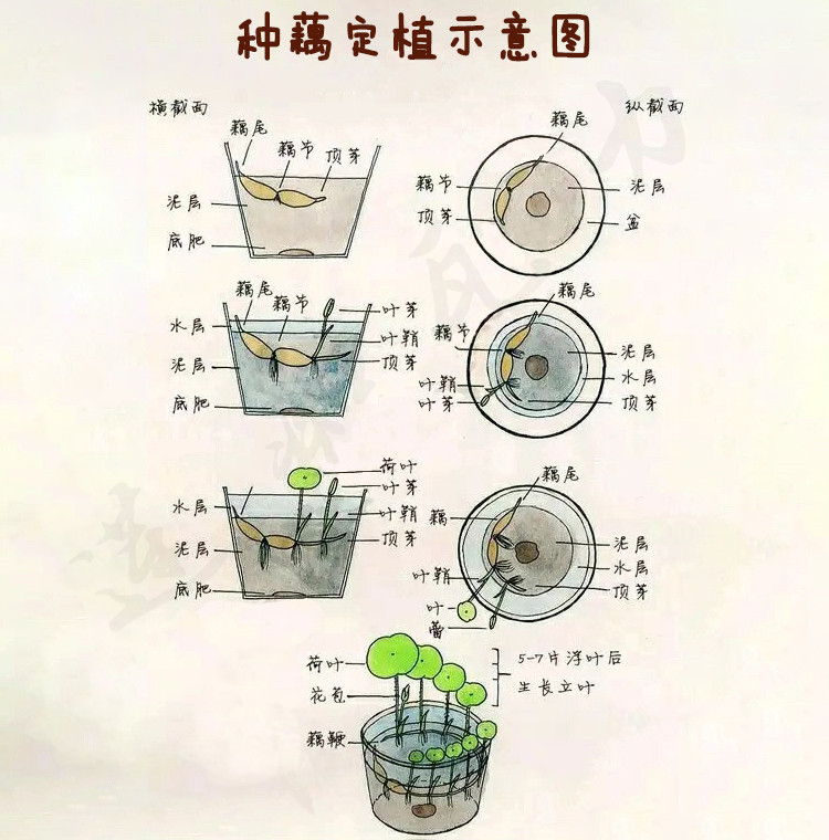 #碗莲种藕微型小荷花块根茎带芽苞水生植物迷你小莲花苗室内外花