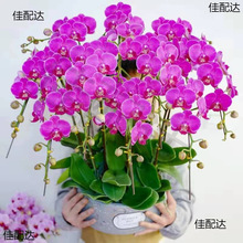 带花剑带花苞花卉秋冬客厅兰花大苗室内植物四季好养活