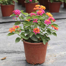 庭院驱蚊逐蝇植物盆栽五色梅 逐蝇花 耐热花期长全年开花驱蚊花卉