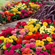 百日草花种子易活菊花种子矮杆四季开花庭院重瓣花籽室外内百日草