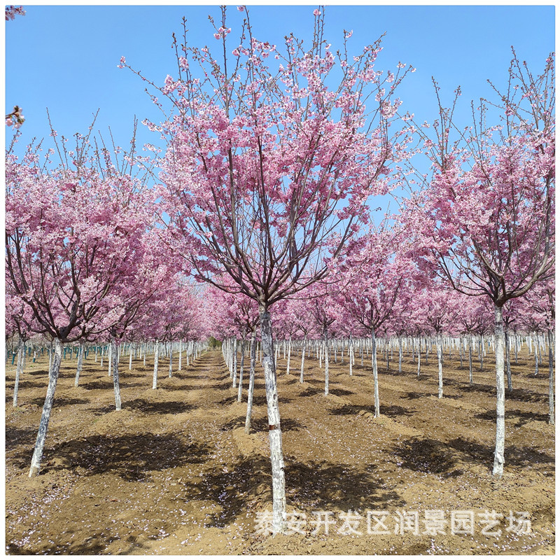 日本樱花树苗的价格 染井吉野樱花树批发 1.8米定杆樱花 早樱