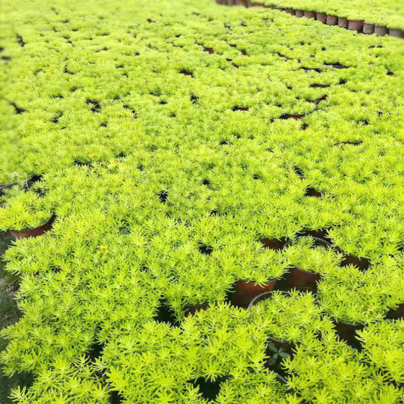 金叶佛甲草杯苗 园林绿化花镜植物 彩叶植物 黄金佛指甲 狗牙菜