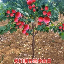 批发巨蜜王杏苗南北方地栽种植特大杏树果苗盆栽嫁接杏子苗树当年