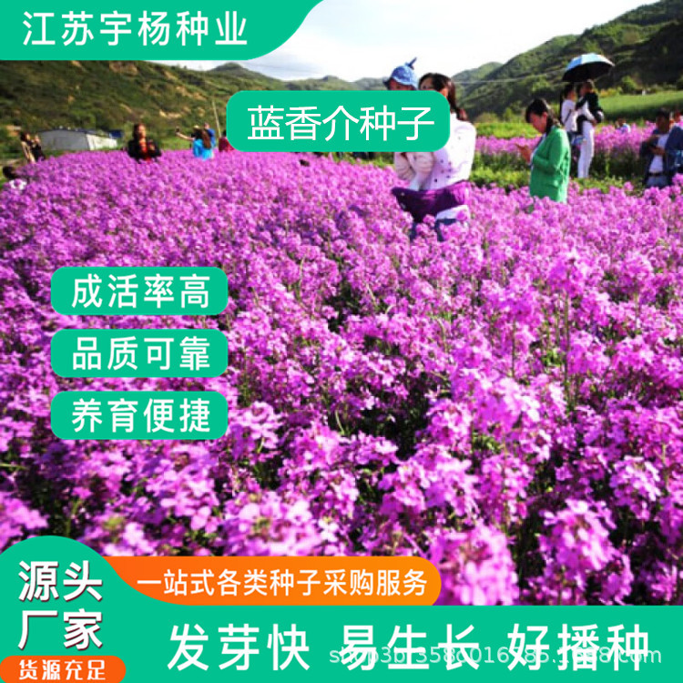 蓝香芥蓝香介种子四季种易活开花不断多年生花海种子兰香芥花籽子