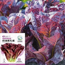 奶油紫孔雀生菜种子香麦菜春季秋季菜园阳台盆栽蔬菜种子紫生菜籽