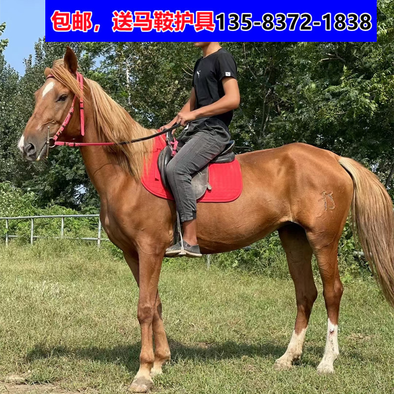马匹回收骑乘马纯血马半血马高头大马1-6岁的马多少钱一只