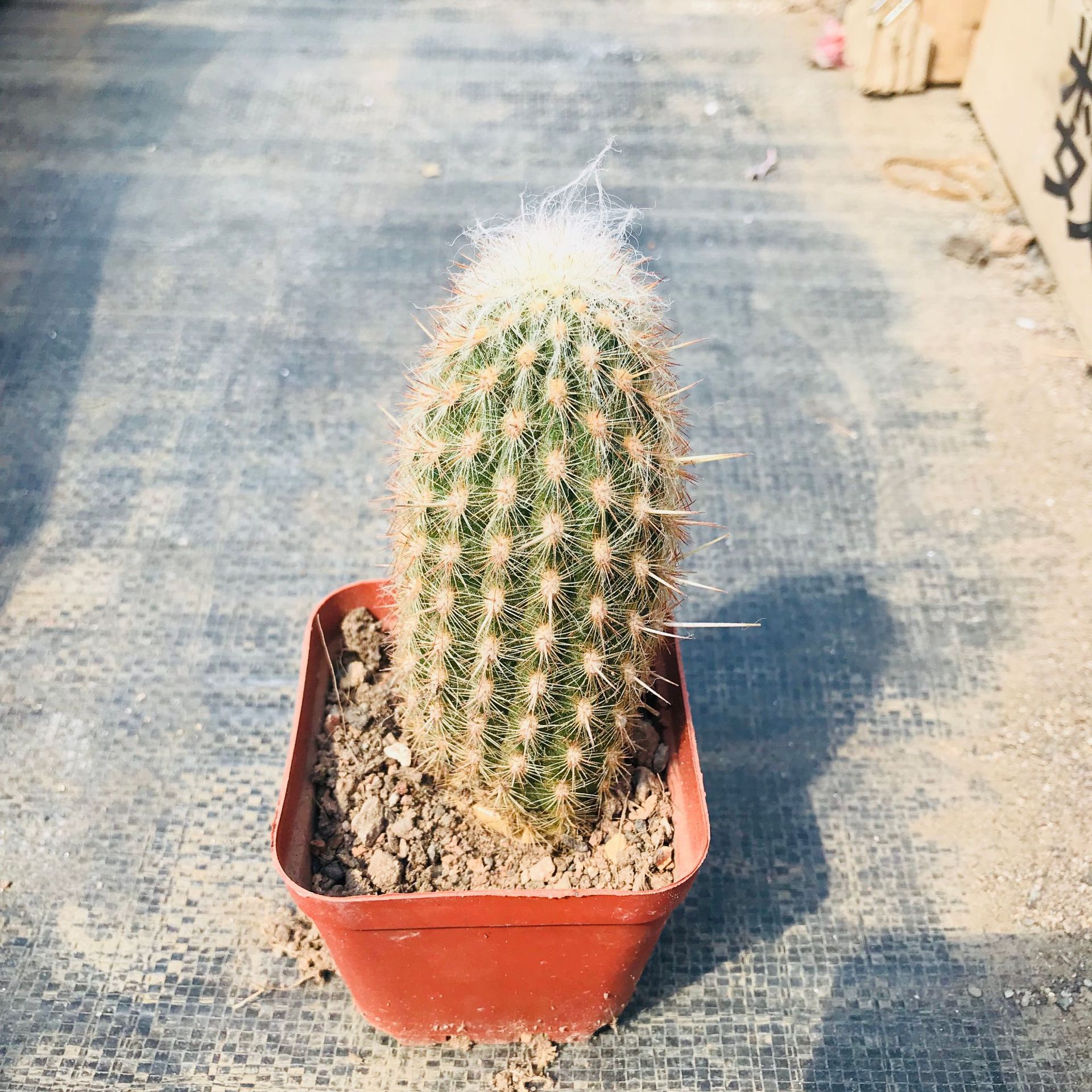 大棚批发销售多肉植物 仙人球仙人柱带刺观赏多肉 室内桌面幸福柱