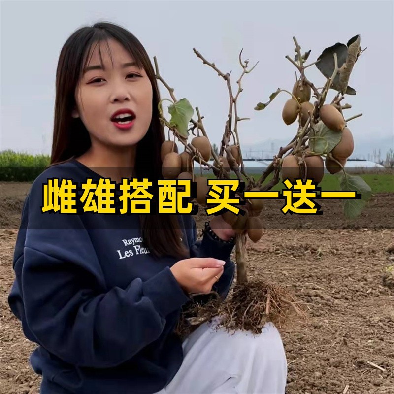 红心软枣猕猴桃树果苗弥猕猴桃苗嫁接南北方种植迷糊桃苗当年结果