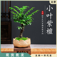 小叶紫檀盆景绿植盆栽室内办公室桌面花卉树苗植物老桩四季好养活