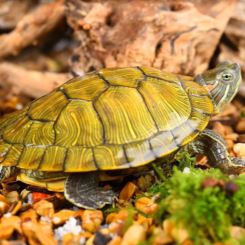 龟真寿 黄金巴西龟活物 乌龟宠物龟招财龟情侣龟长寿红耳龟水