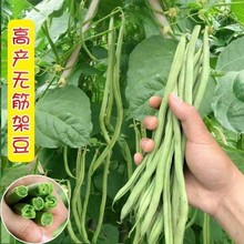 一件代发泰国无筋架豆种子无筋架豆王无丝豆春季荚长肉厚四季豆角