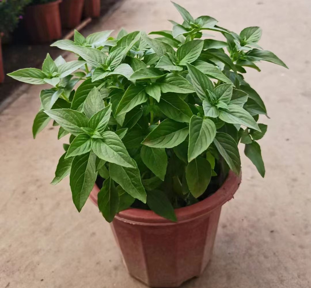 九层塔盆栽新鲜可食用香料调味三杯鸡擂茶薄荷阳台植物潮汕金不换