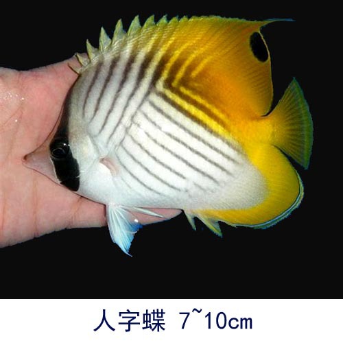 人字蝶 海水鱼活体人字鲽鱼观赏鱼鲽鱼兴国海洋农场养定快递包活