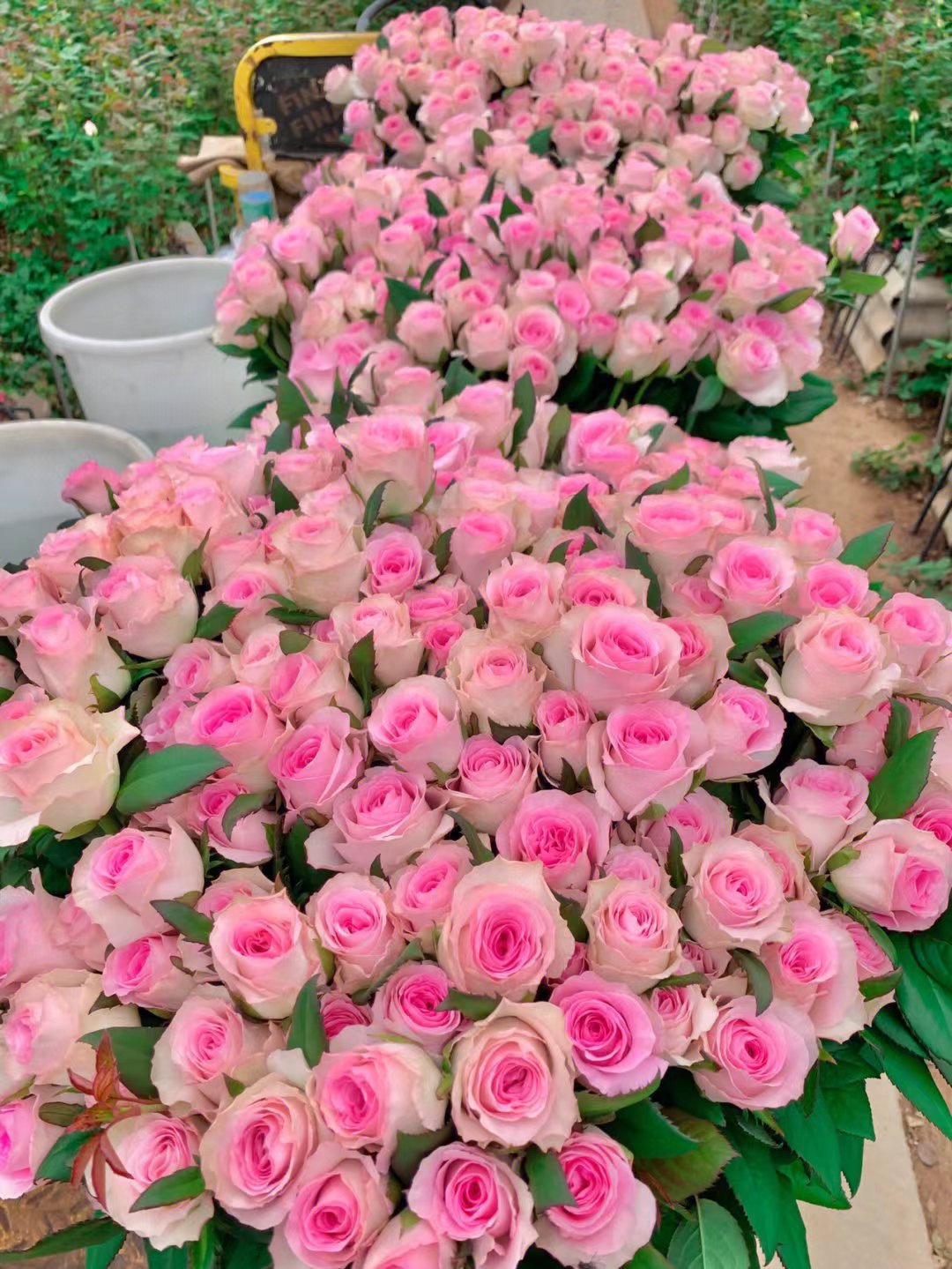 洛神玫瑰云南基地直发粉玫瑰鲜切花批发 真花粉色卷边玫瑰20支/扎