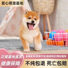 纯种柴犬幼犬活体日本柴犬幼崽赤色豆柴幼犬小型犬柴犬宠物狗出售