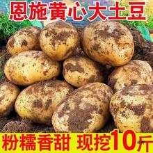 湖北武穴特产佛手山药淮山佛掌山药新鲜现挖净重5斤_阿里巴巴找货神器