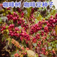 新采蓝山咖啡豆咖啡树小粒咖啡树苗盆栽植物果树观果