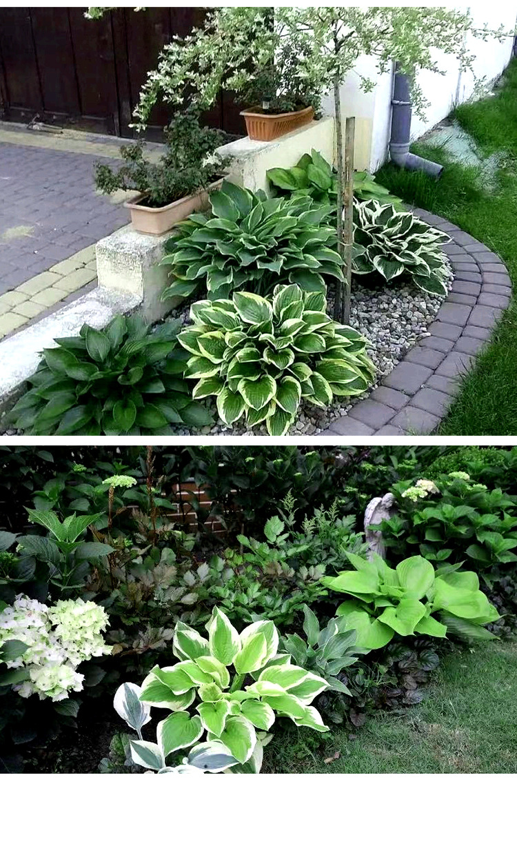 玉簪花苗白花玉簪紫花玉簪盆栽庭院耐阴观叶花卉多年生基地直发