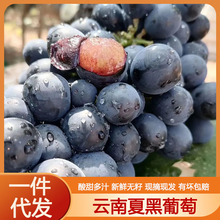 云南夏黑葡萄无籽新鲜葡萄非红提子黑加仑巨峰水果一件代发