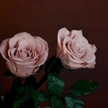 干花束永生花鲜花手感生日礼物闺蜜女友客厅摆设雅致玫瑰尤加利叶