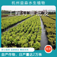 杭州益淼水生植物四季室外庭院花苗观花植物批发 工程单专拍